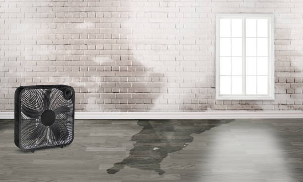 Best Water damage contractors near me  in Brown Deer, WI