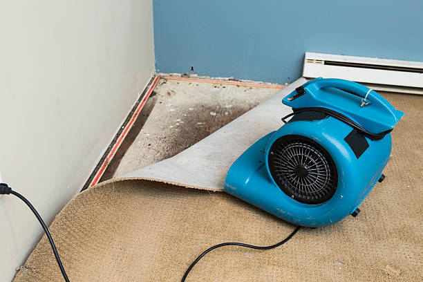 Best Carpet water damage restoration  in Brown Deer, WI